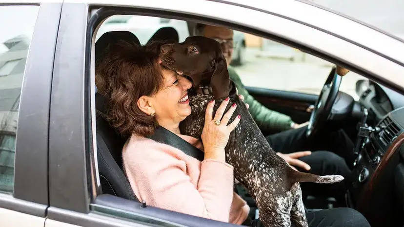 cães 