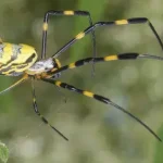 invasora Joro Spider