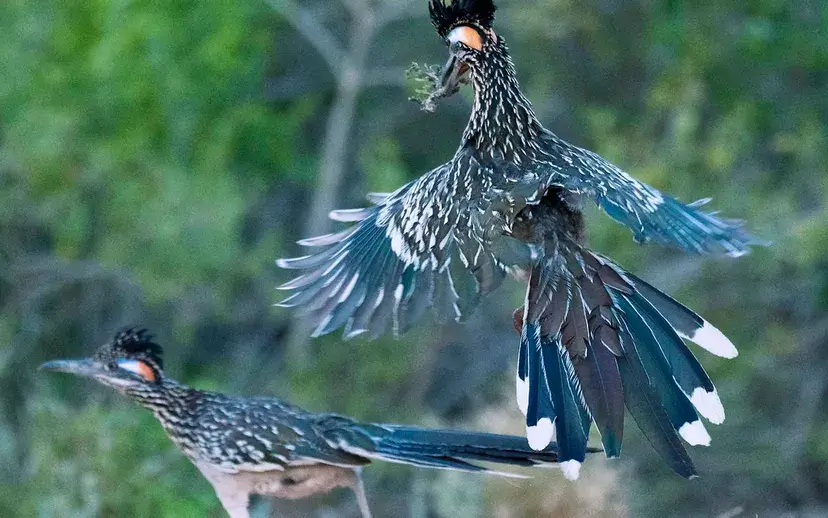 Dois grandes roadrunners 