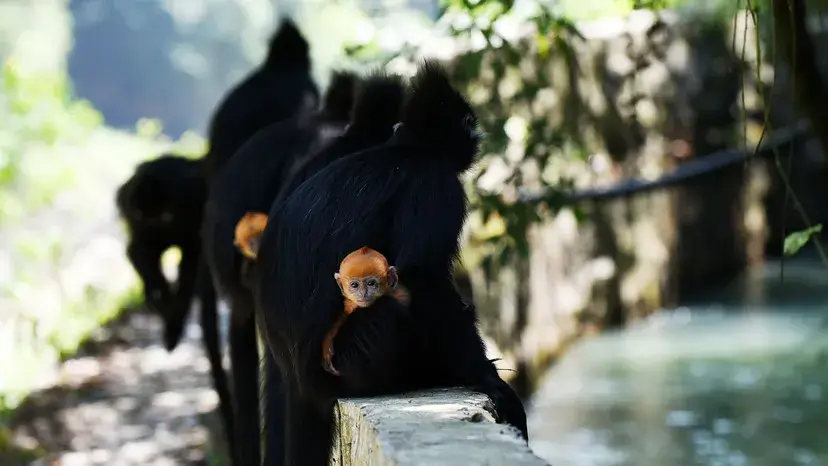 Langurs de François 