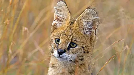 Serval fica alto