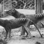 tigre da Tasmânia