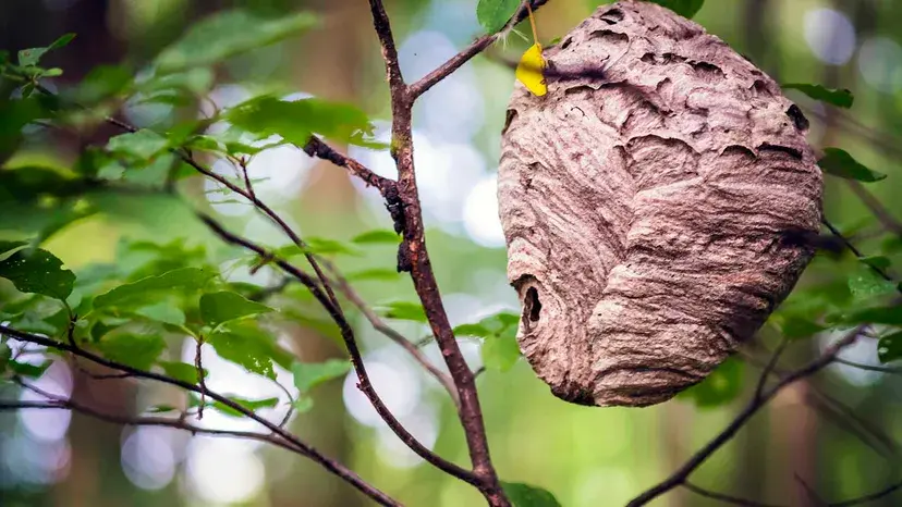 Este grande ninho de vespas