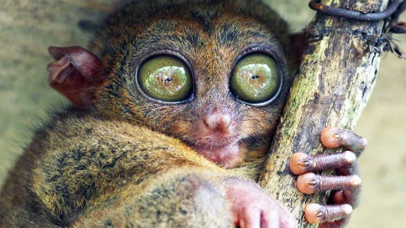 Tarsiers have long toes