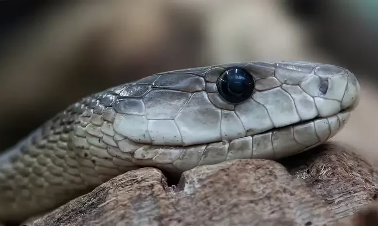 Quale di questi quattro serpenti è il serpente più veloce del mondo?