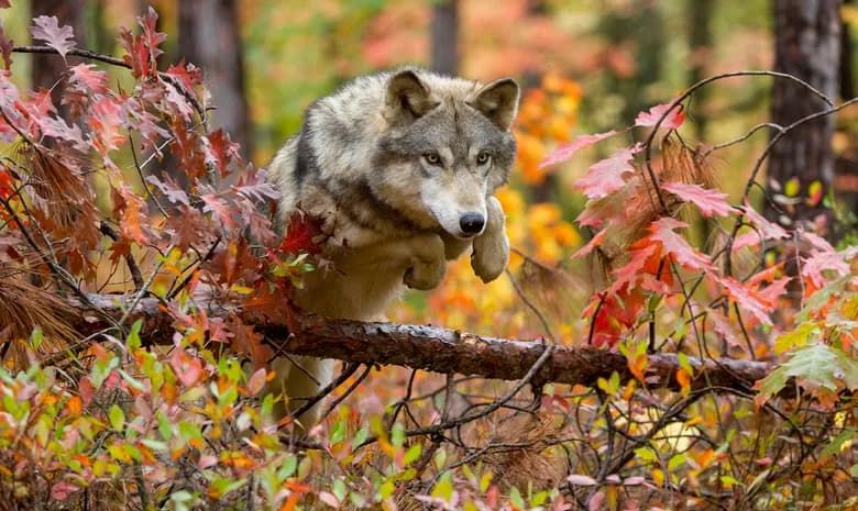 classification des animaux vivants