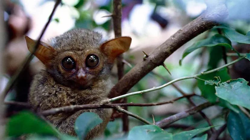 small tarsier